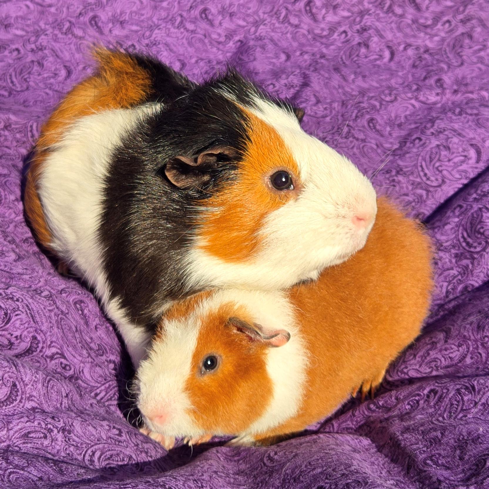 Teddy Theodore, a Adoptable Teddy in Allentown, PA image 3/6