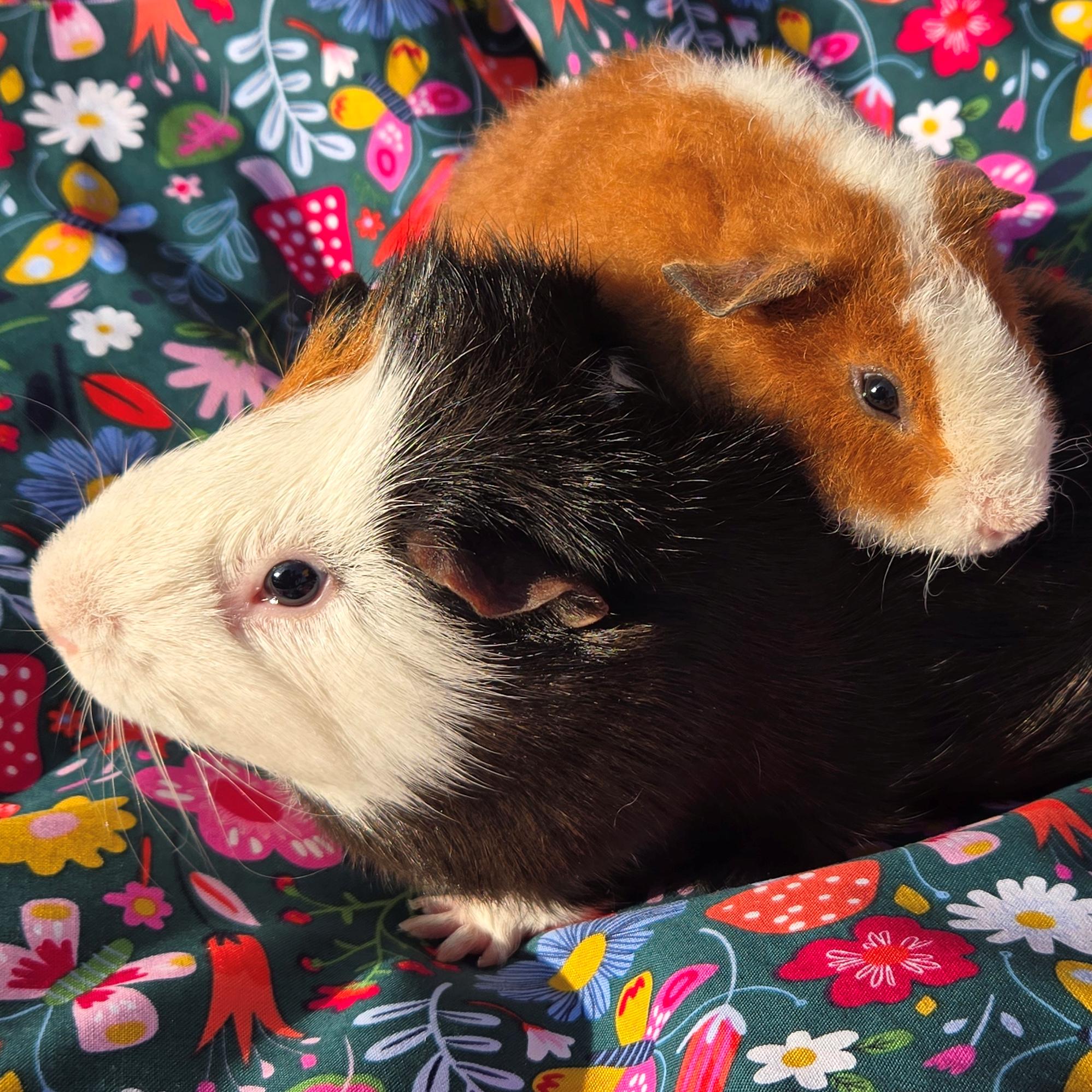 Teddy Theodore, a Adoptable Teddy in Allentown, PA image 4/6