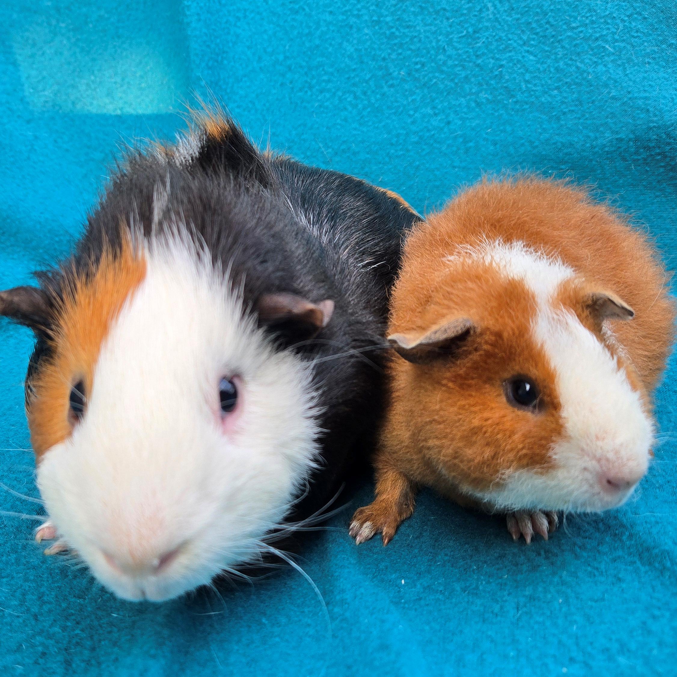 Teddy Theodore, a Adoptable Teddy in Allentown, PA image 5/6