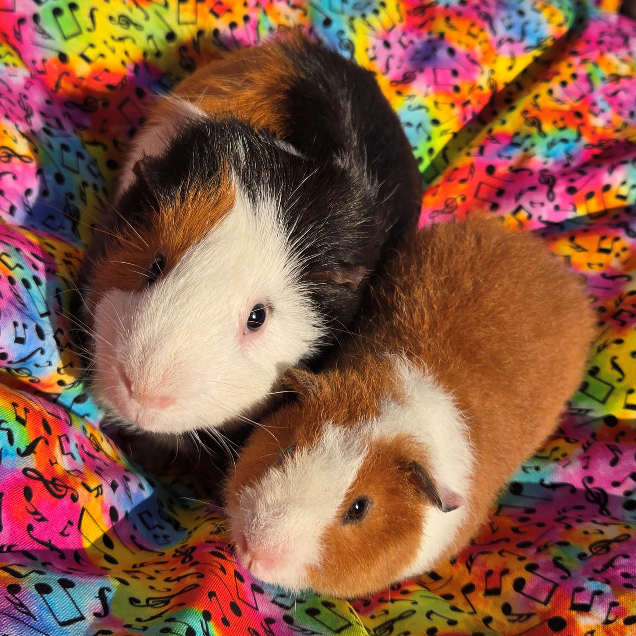 Teddy Theodore, a Adoptable Teddy in Allentown, PA image 6/6