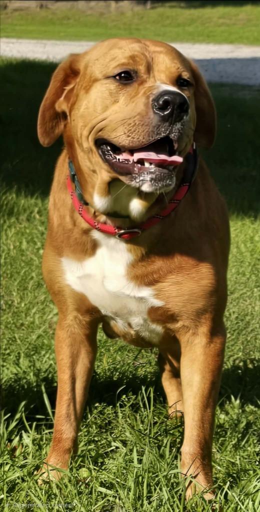 Enlarge Junior, a Adoptable mixed breed in Hillsdale, IN image 1/1