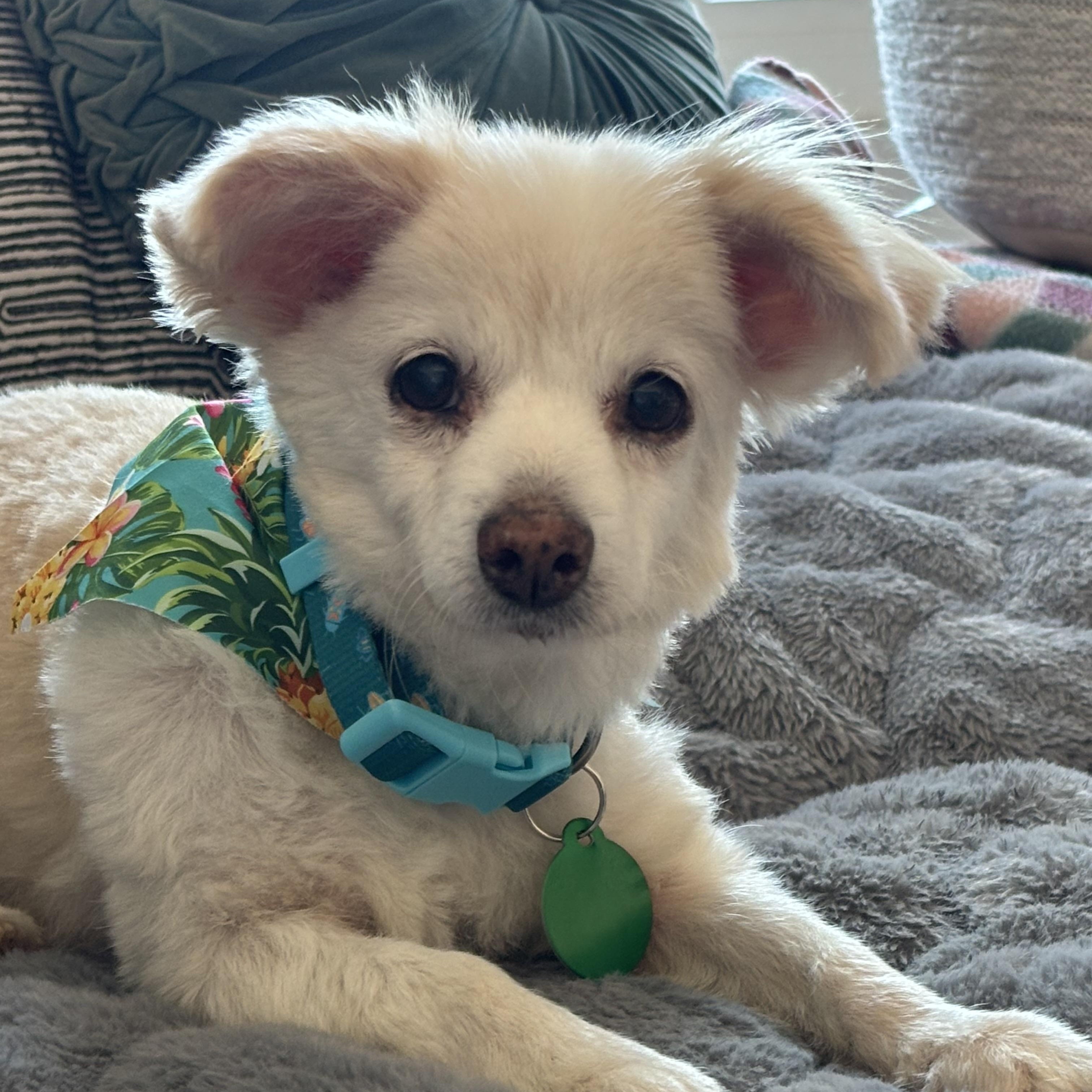 Enlarge Romilly, a ADOPTABLE Pomeranian in West Hollywood, CA image 2/4