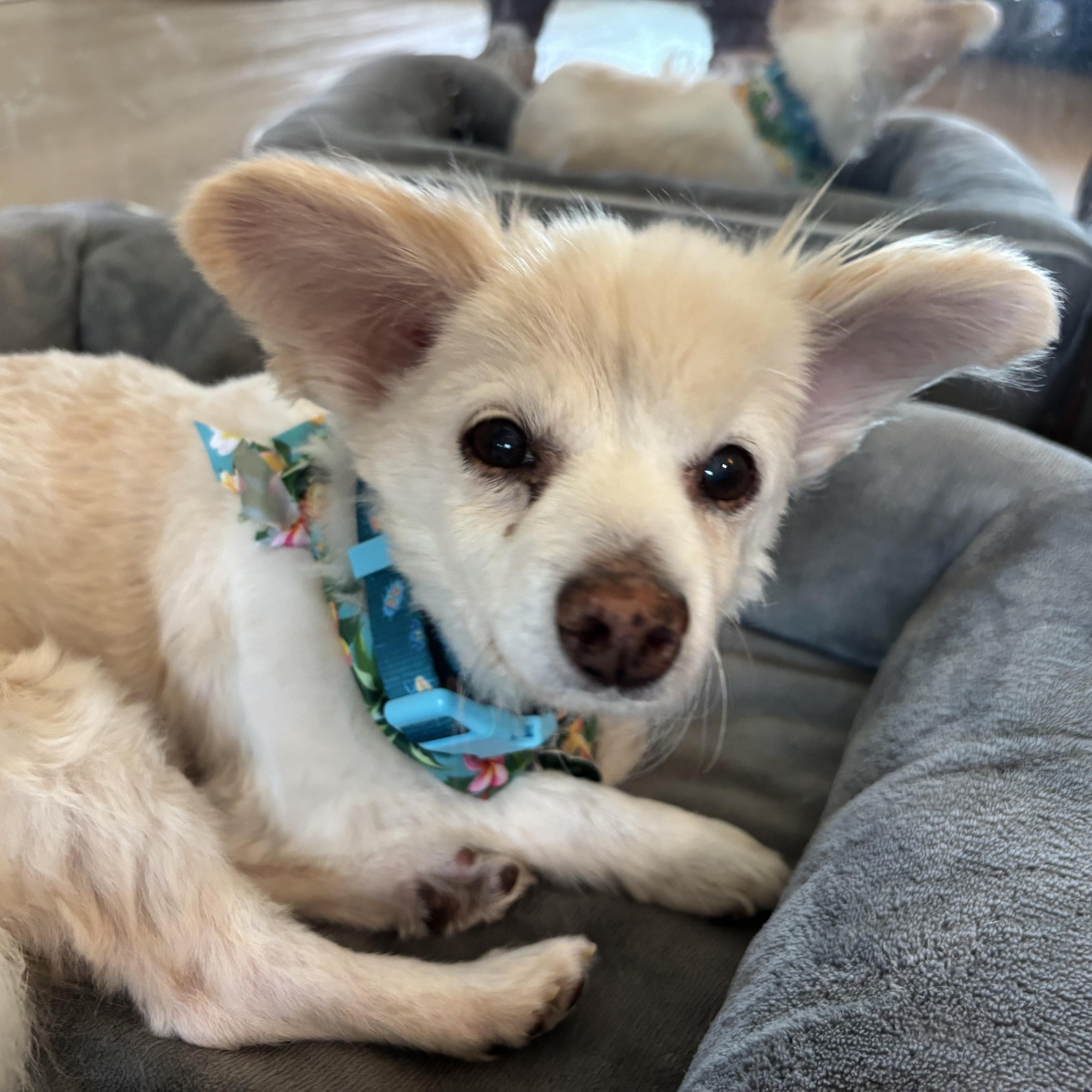 Enlarge Romilly, a ADOPTABLE Pomeranian in West Hollywood, CA image 3/4