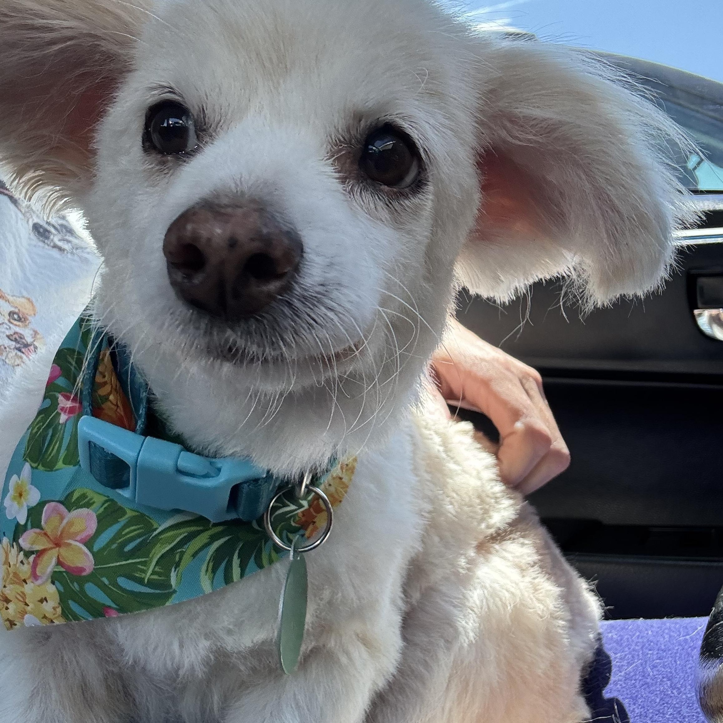 Enlarge Romilly, a ADOPTABLE Pomeranian in West Hollywood, CA image 1/4