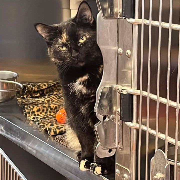 Mittens, Adoptable, Adult Female Domestic Short Hair.