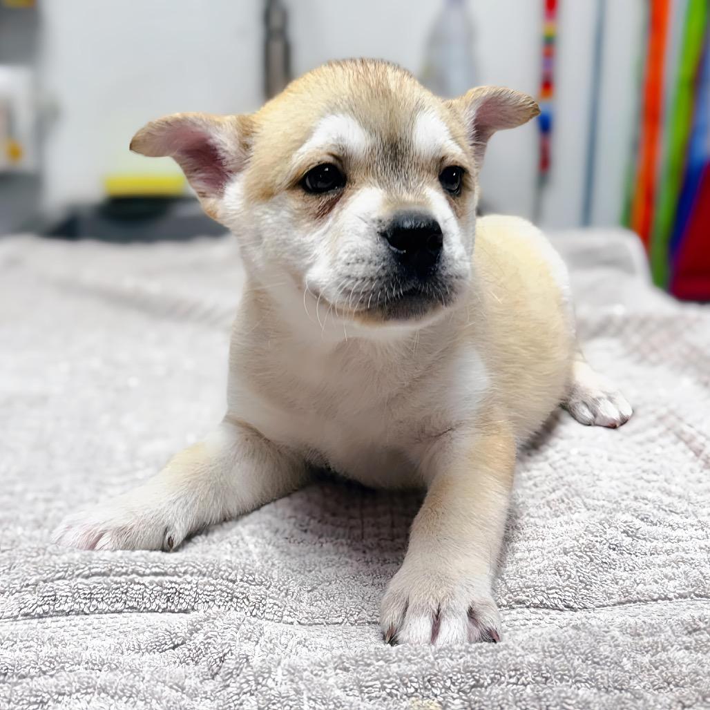 Red Roselle — thumbnail 2