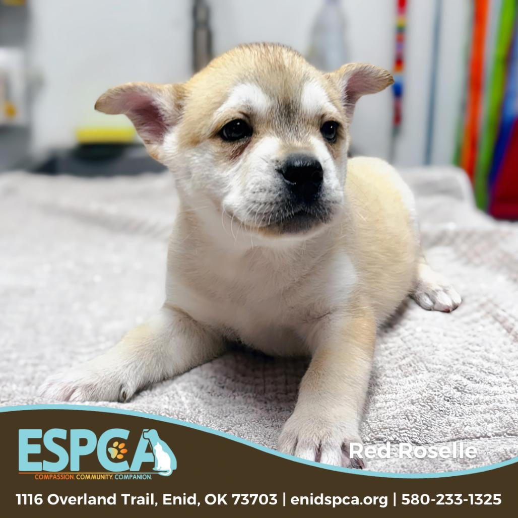 Red Roselle — thumbnail 3