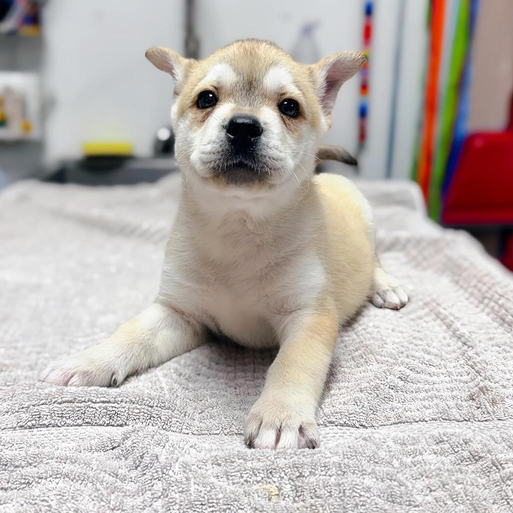 Red Roselle — thumbnail 4