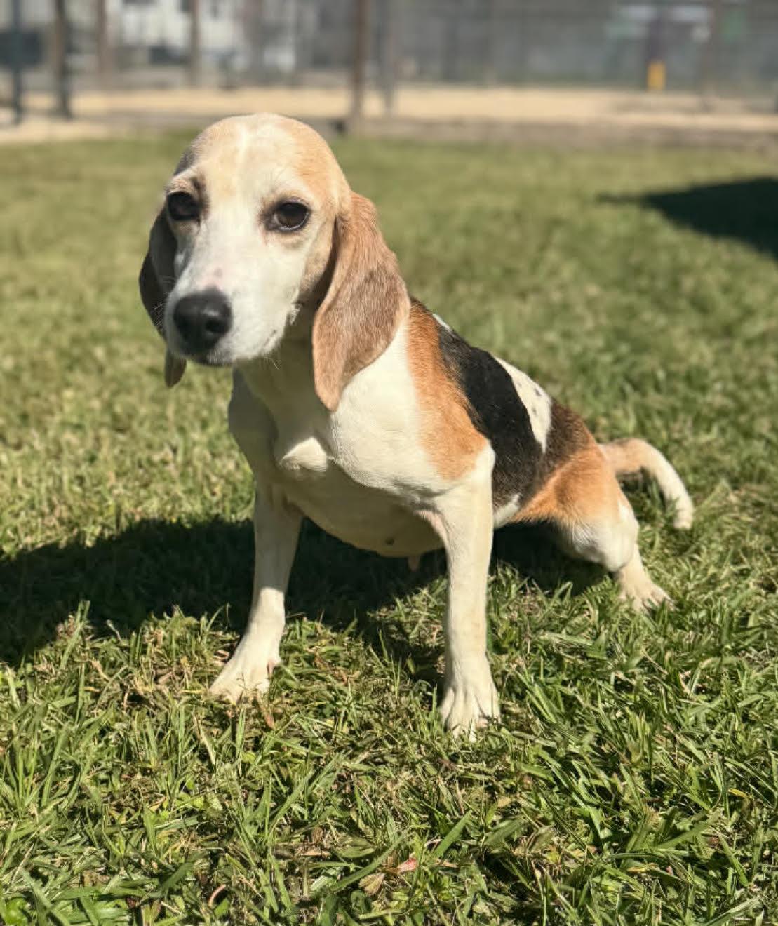 Whitney (Kelly Clarkson), Adopted, Adult Female Beagle.