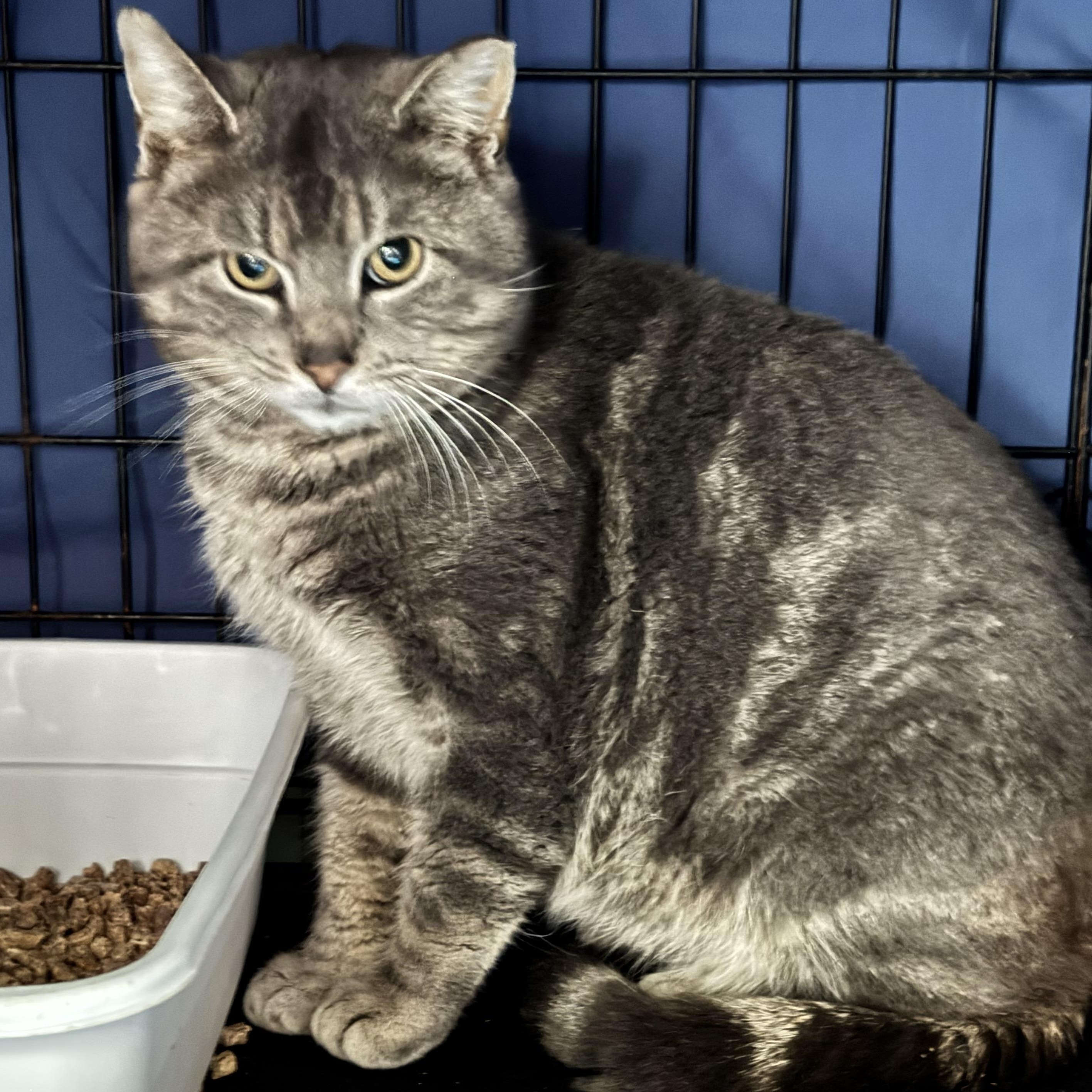 Enlarge Mousse, a Adoptable Domestic Short Hair in Cortland, NY image 1/1