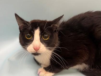 Cali, Adoptable, Adult Female Domestic Short Hair & Domestic Short Hair.