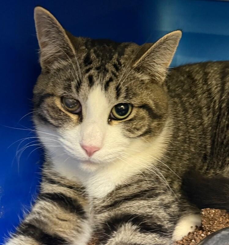 Enlarge Mike, a Adoptable Domestic Short Hair in Osseo, MI image 1/1