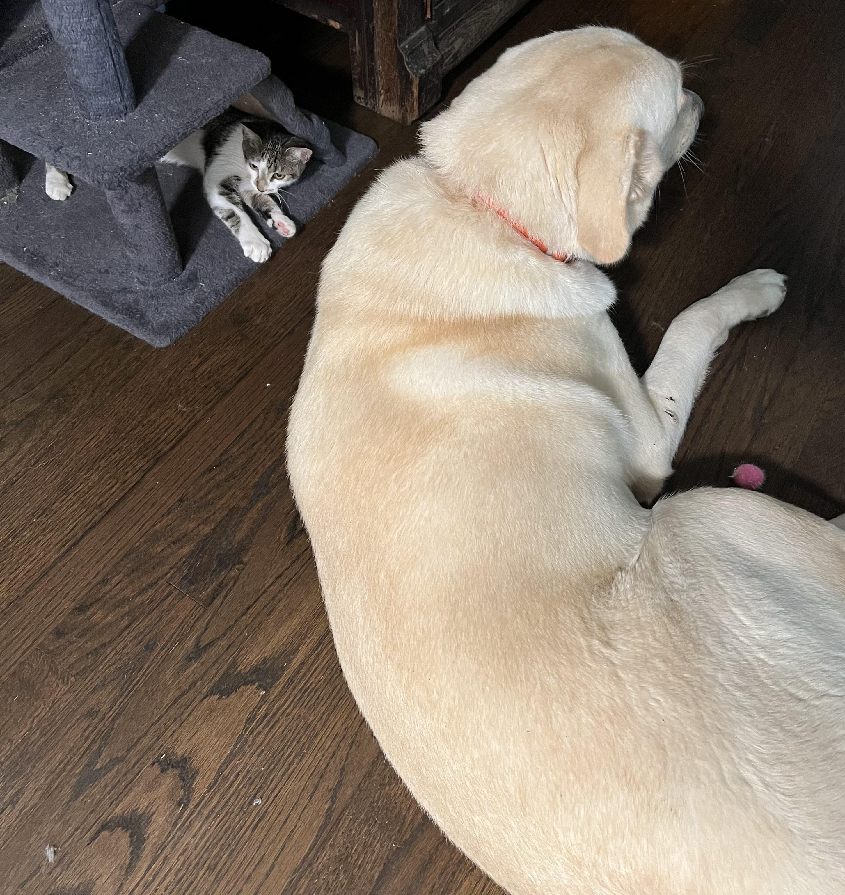 Enlarge Martha, Lincoln, Teddy, a Adoptable Domestic Short Hair in Providence Forge, VA image 5/5