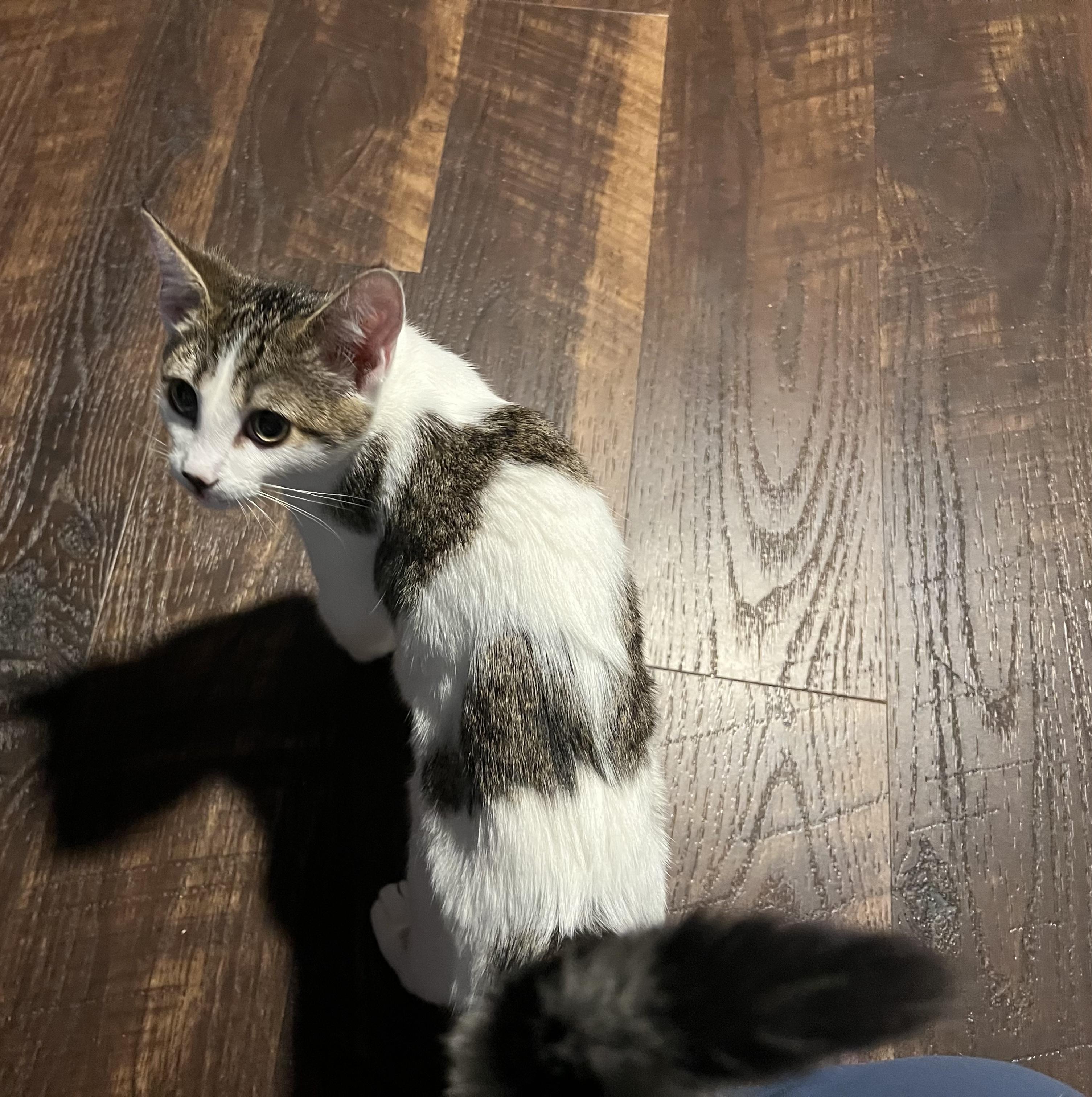 Enlarge Martha, Lincoln, Teddy, a Adoptable Domestic Short Hair in Providence Forge, VA image 2/5