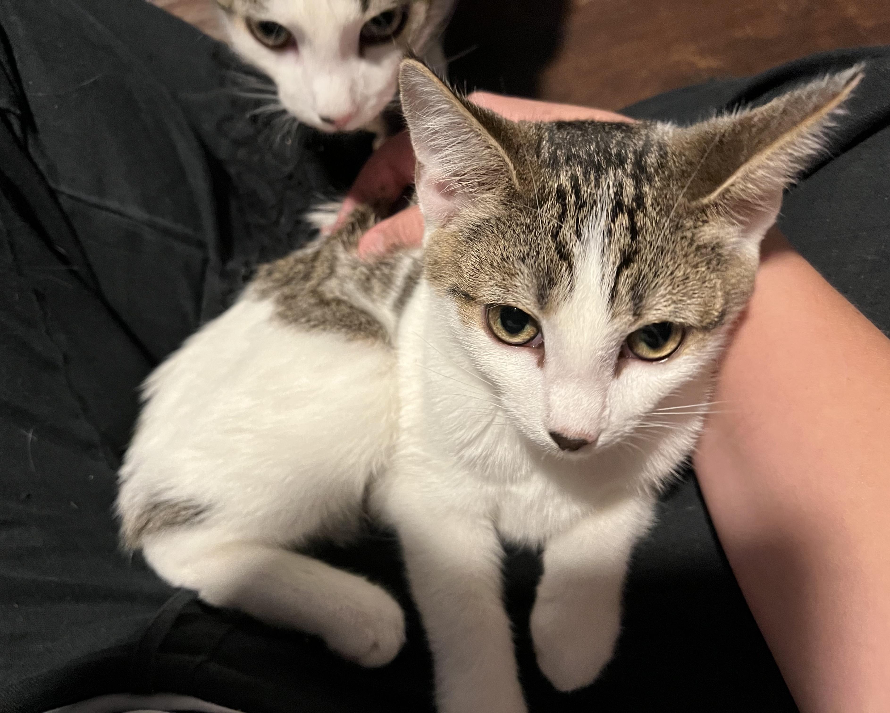 Enlarge Martha, Lincoln, Teddy, a Adoptable Domestic Short Hair in Providence Forge, VA image 3/5