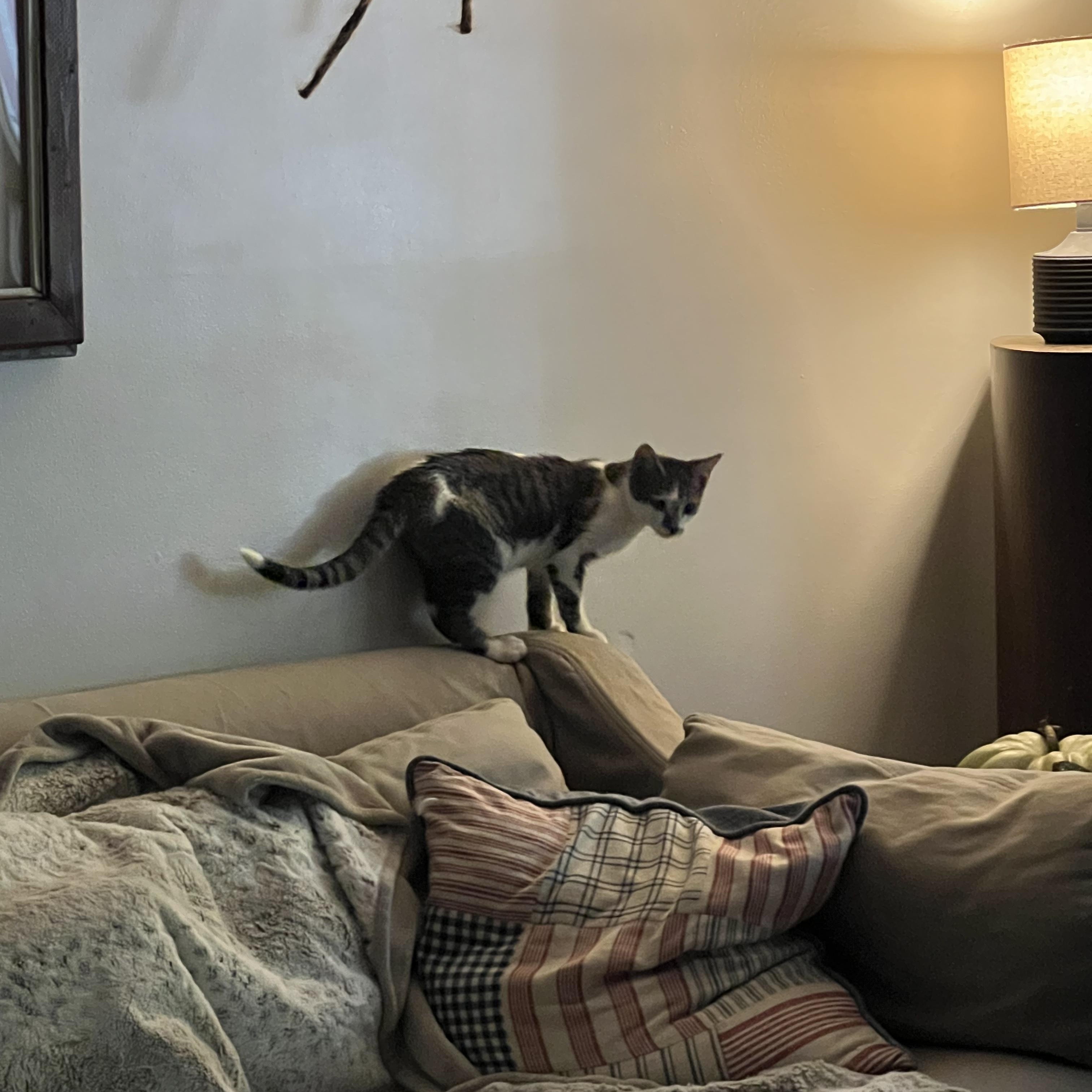 Enlarge Martha, Lincoln, Teddy, a Adoptable Domestic Short Hair in Providence Forge, VA image 4/5