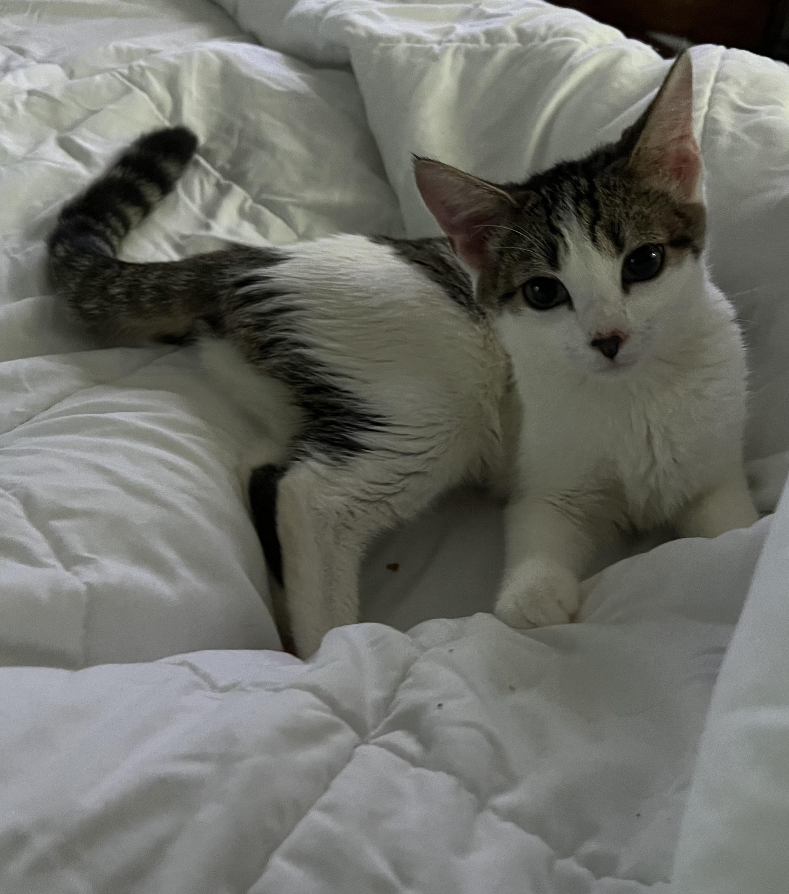 Enlarge Martha, Lincoln, Teddy, a Adoptable Domestic Short Hair in Providence Forge, VA image 1/5