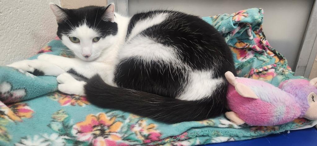 P.T., Adopted, Young Female Domestic Short Hair.