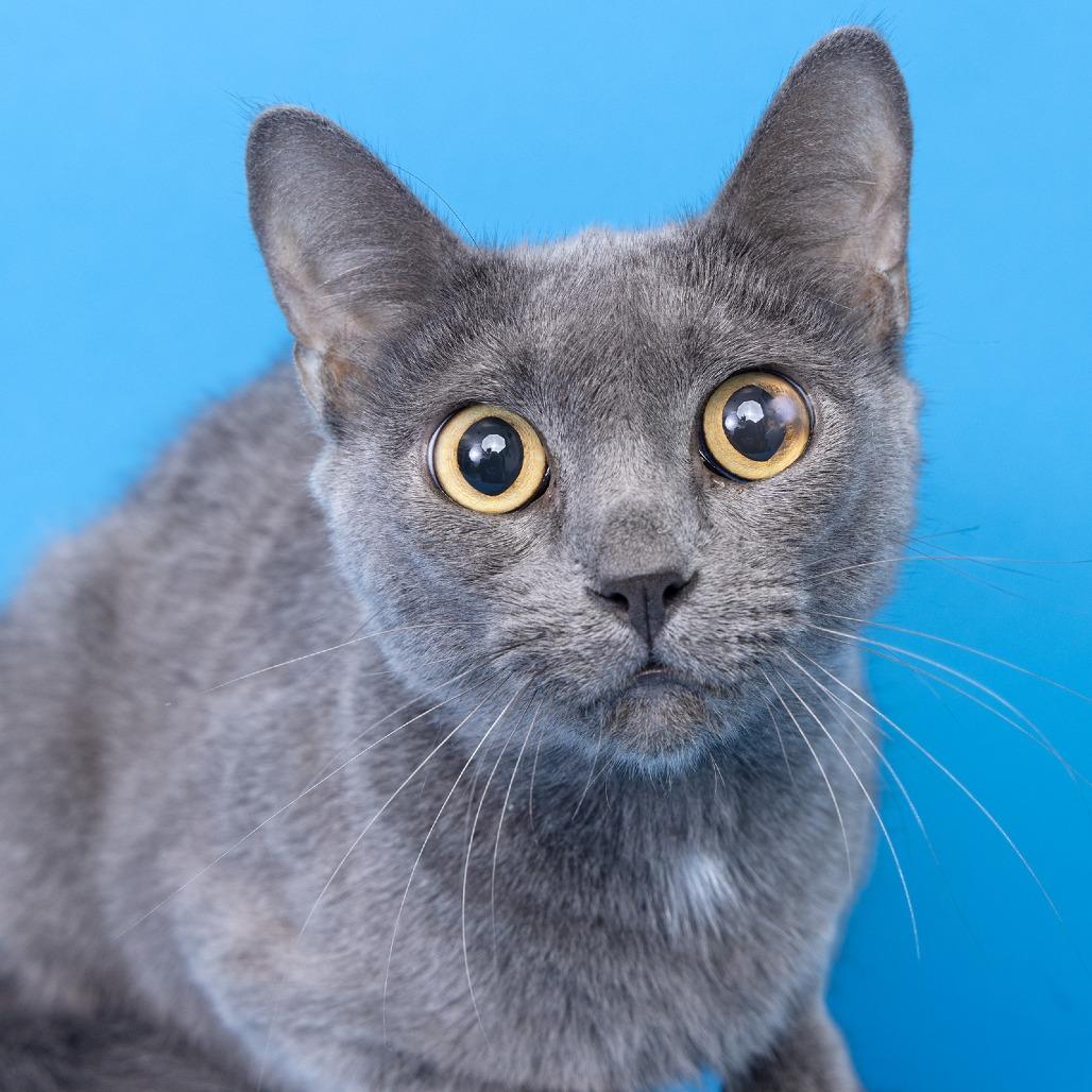Luca, Adoptable, Adult Male Domestic Short Hair.