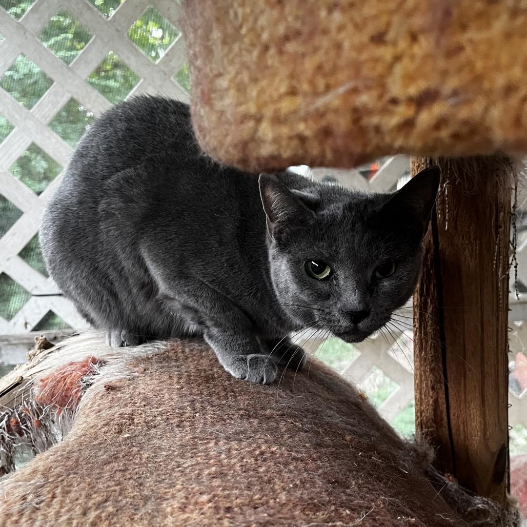 Enlarge Luca, a Adoptable Domestic Short Hair in Franklin, TN image 2/3