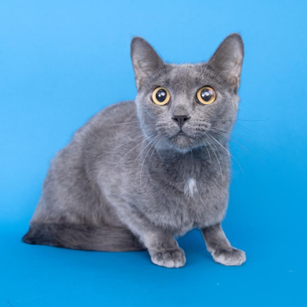 Enlarge Luca, a Adoptable Domestic Short Hair in Franklin, TN image 3/3