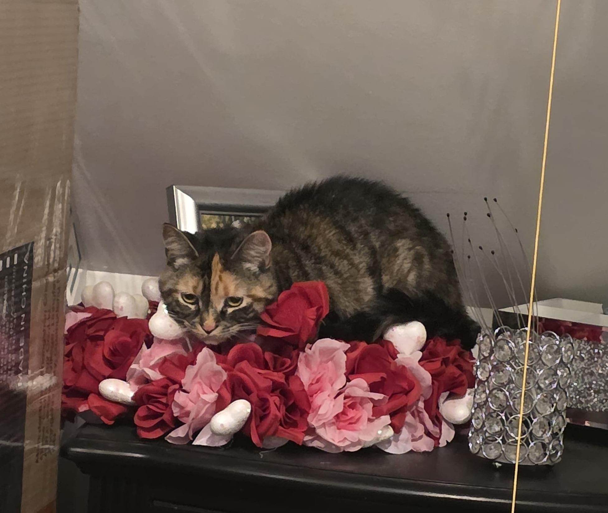 BELLA, a Adopted Dilute Tortoiseshell in Perth Amboy , NJ image 2/4