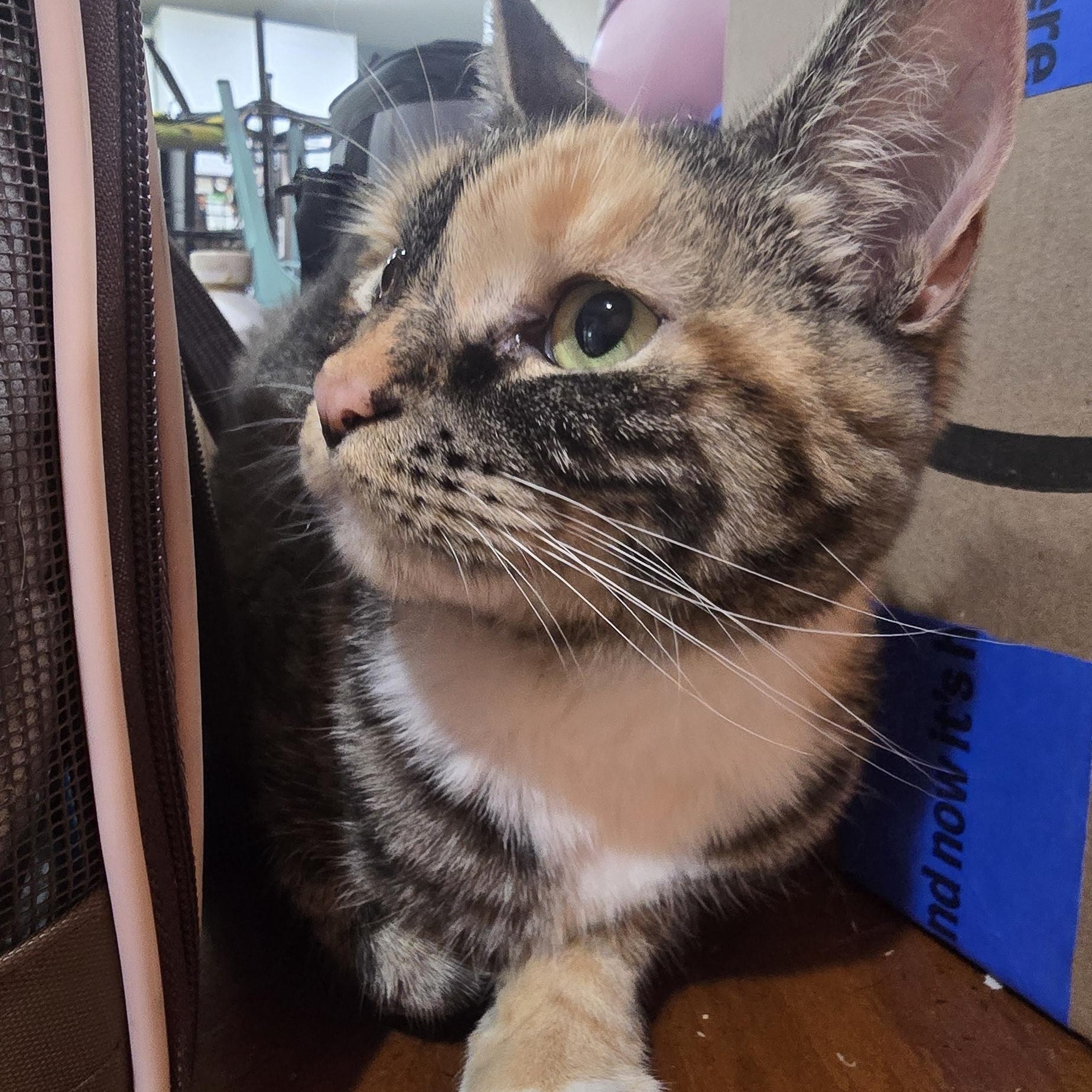 BELLA, a Adopted Dilute Tortoiseshell in Perth Amboy , NJ image 3/4