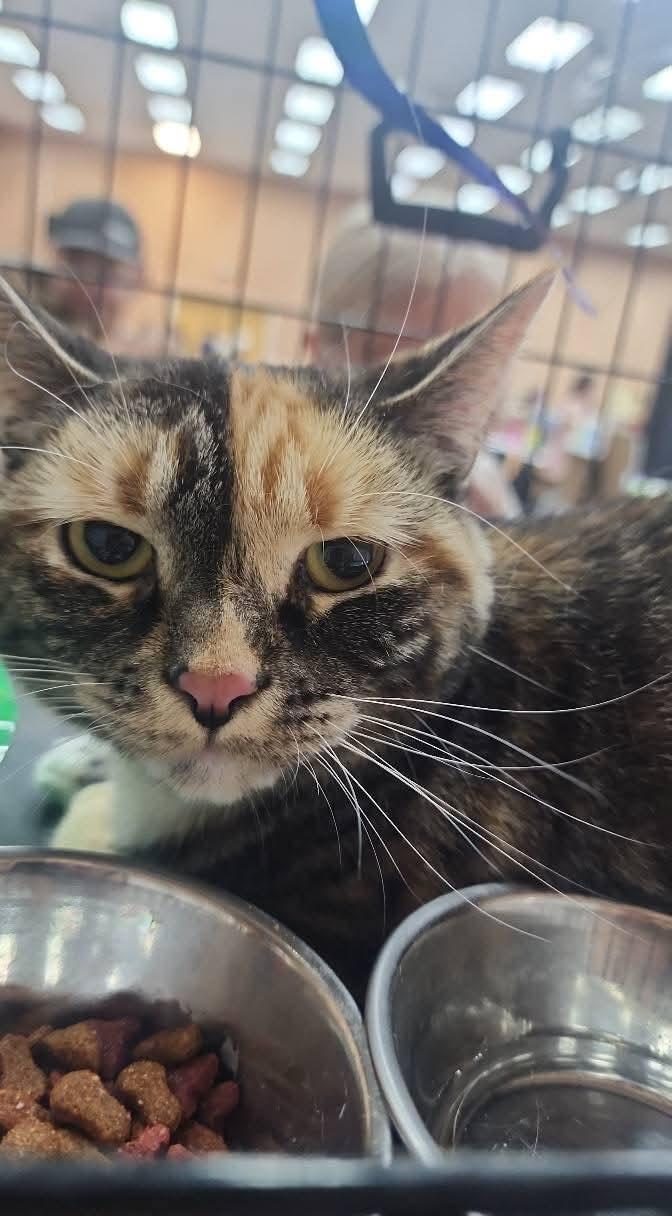 BELLA, a Adopted Dilute Tortoiseshell in Perth Amboy , NJ image 1/4