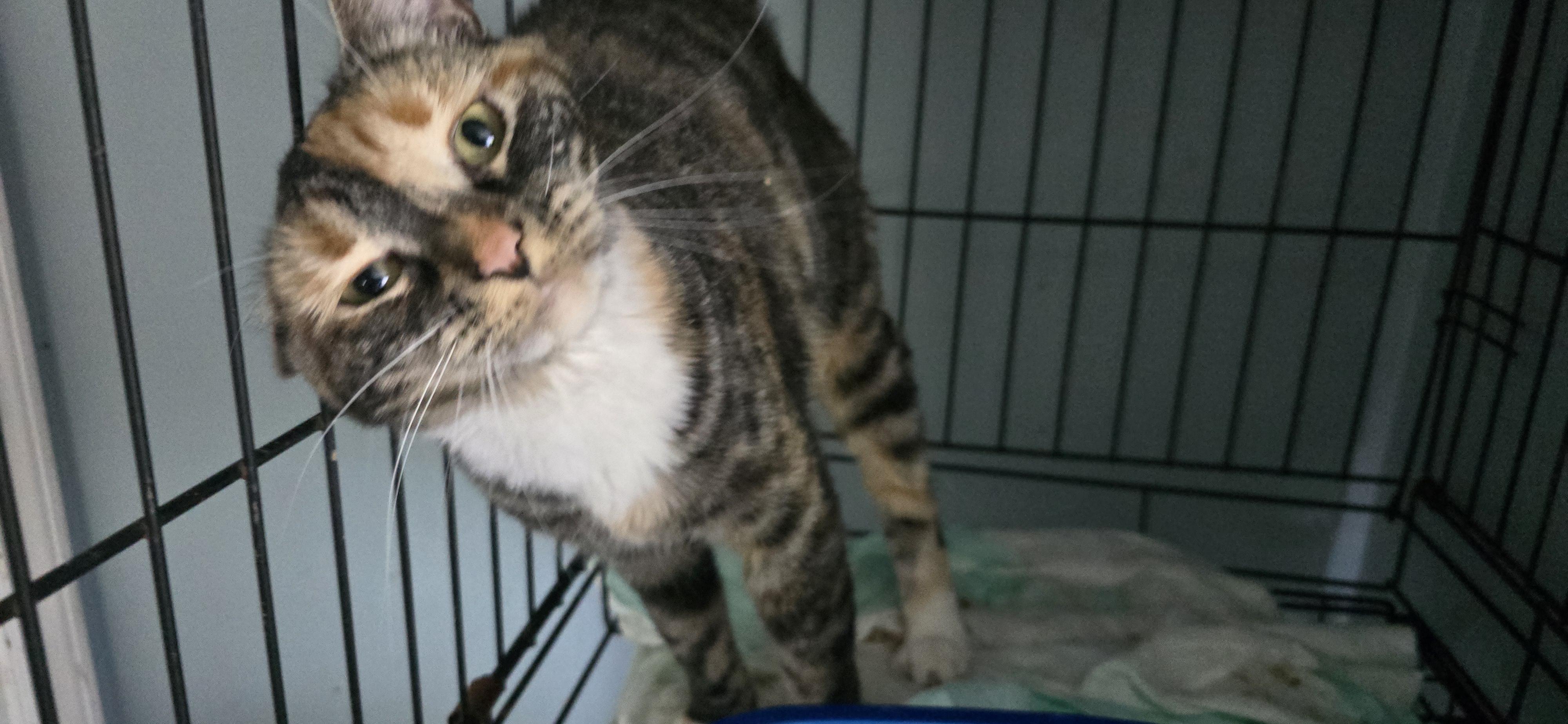 BELLA, a Adopted Dilute Tortoiseshell in Perth Amboy , NJ image 4/4