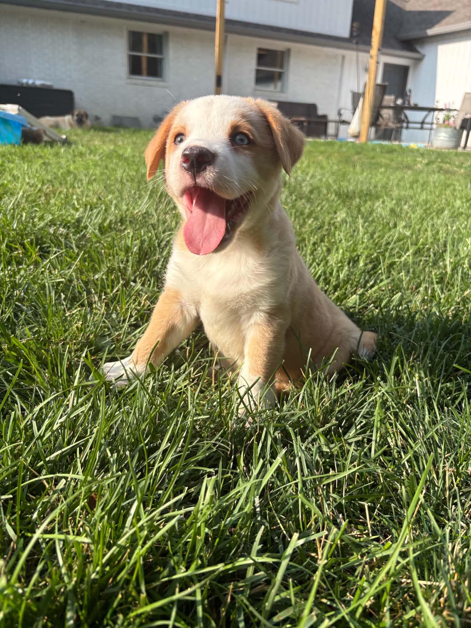 Enlarge Spud, an adopted Mixed Breed in Indianapolis, IN image 4/6