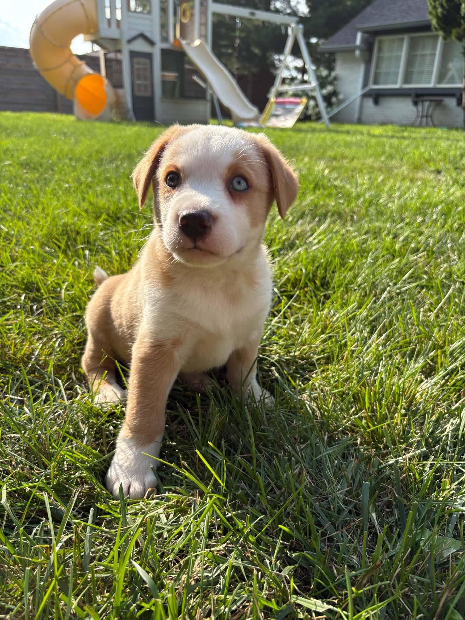 Enlarge Spud, an adopted Mixed Breed in Indianapolis, IN image 3/6