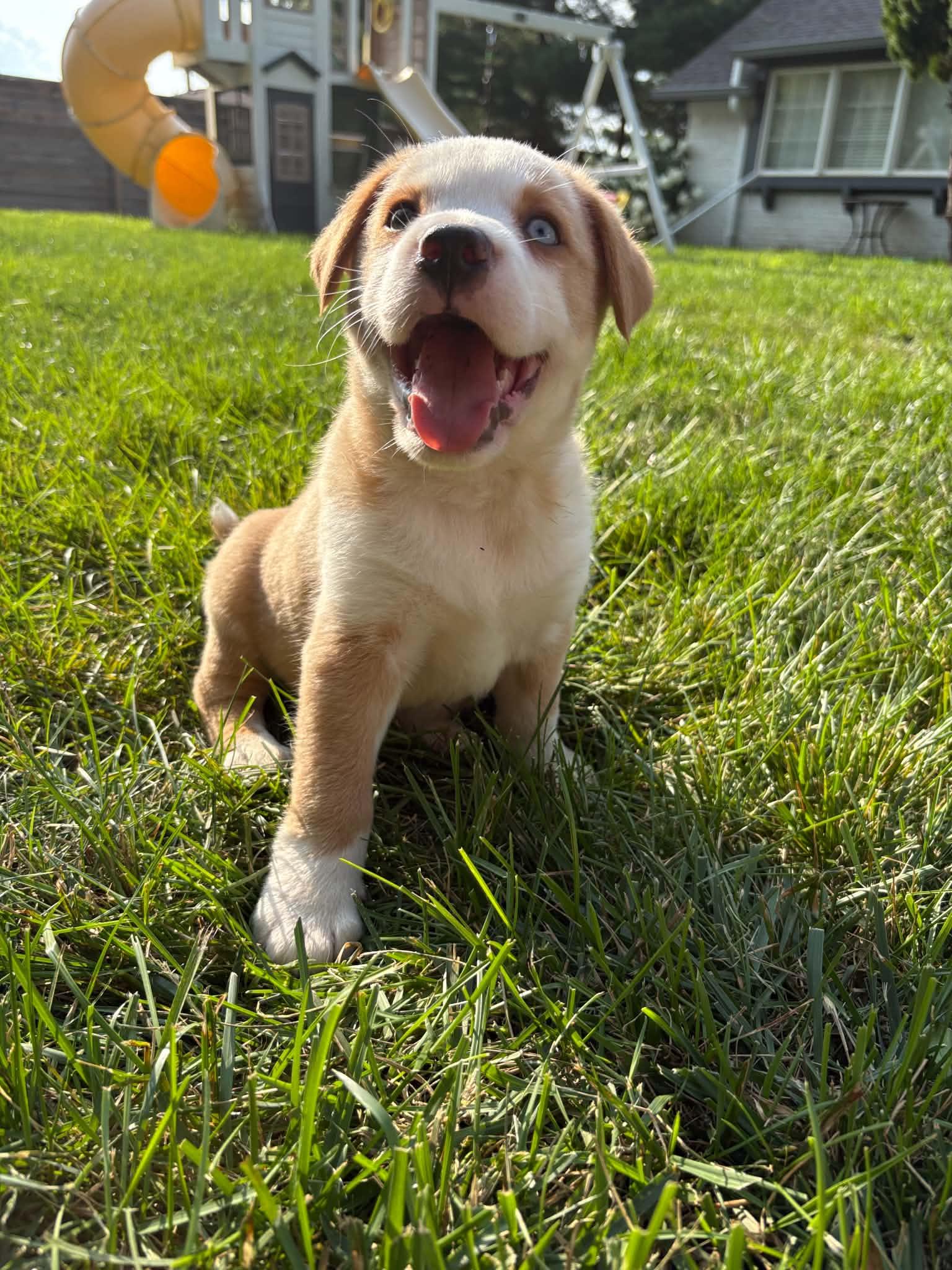 Enlarge Spud, an adopted Mixed Breed in Indianapolis, IN image 6/6