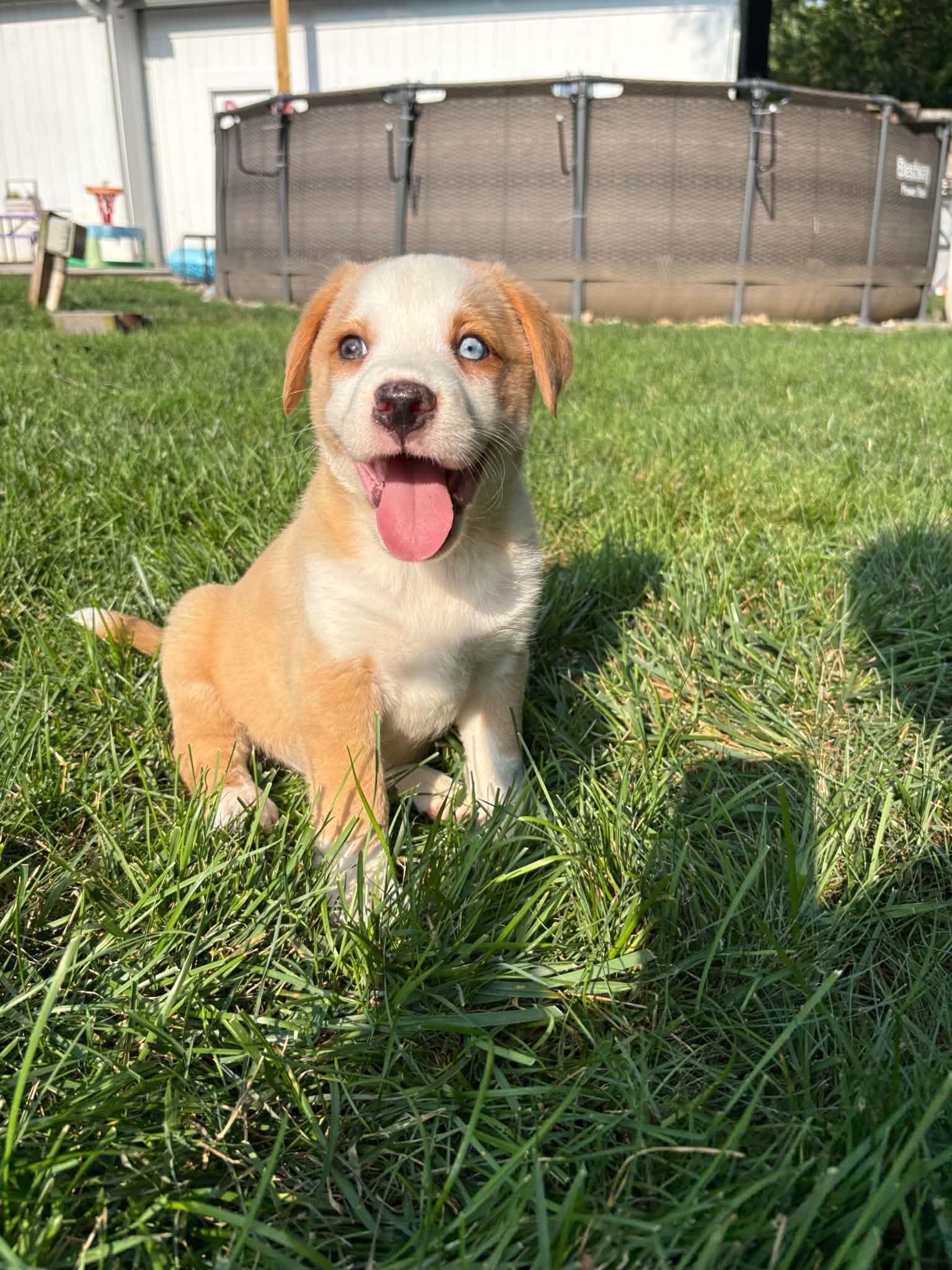 Spud, adopted, Puppy Male Mixed Breed.