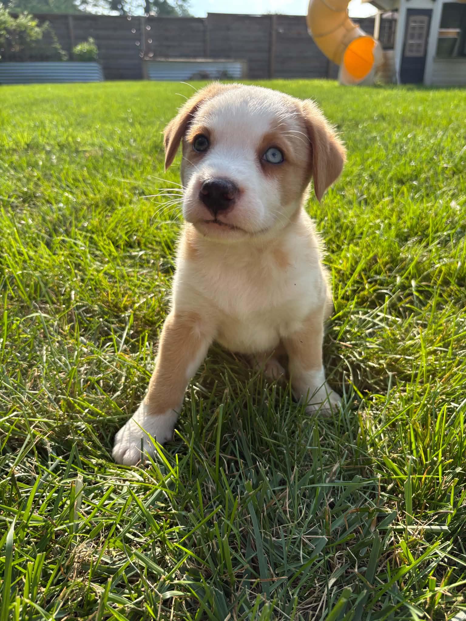 Enlarge Spud, an adopted Mixed Breed in Indianapolis, IN image 2/6