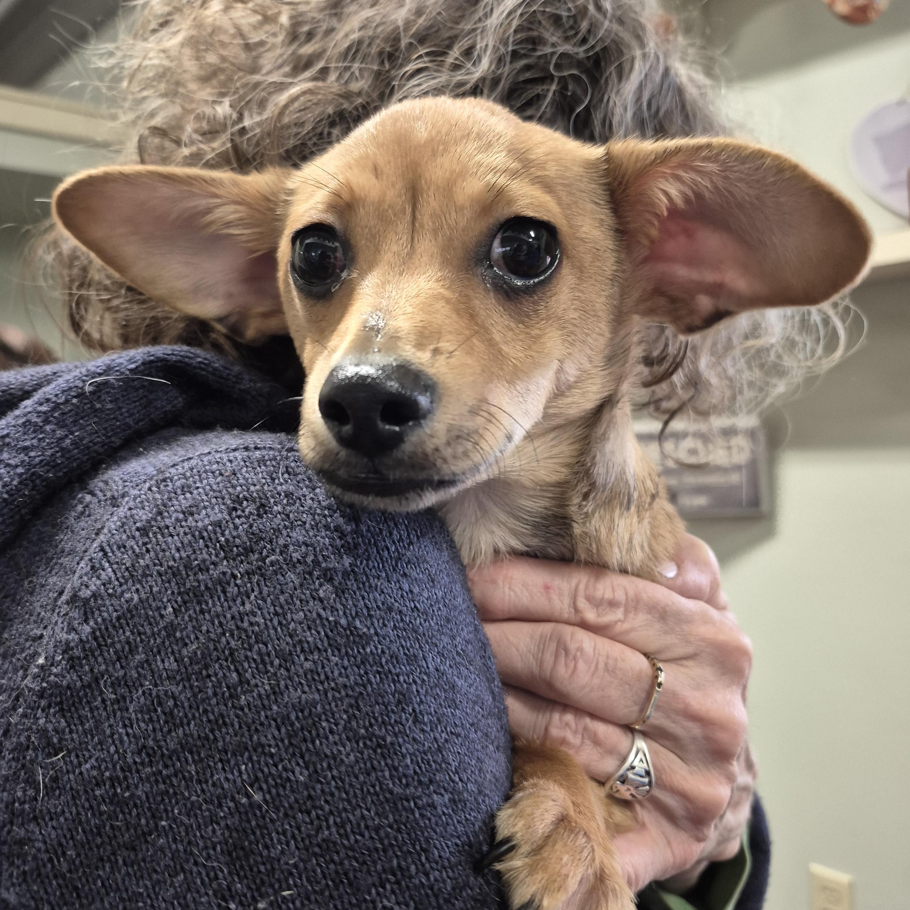 Enlarge Roo, a ADOPTABLE mixed breed in Tioga, PA image 4/6