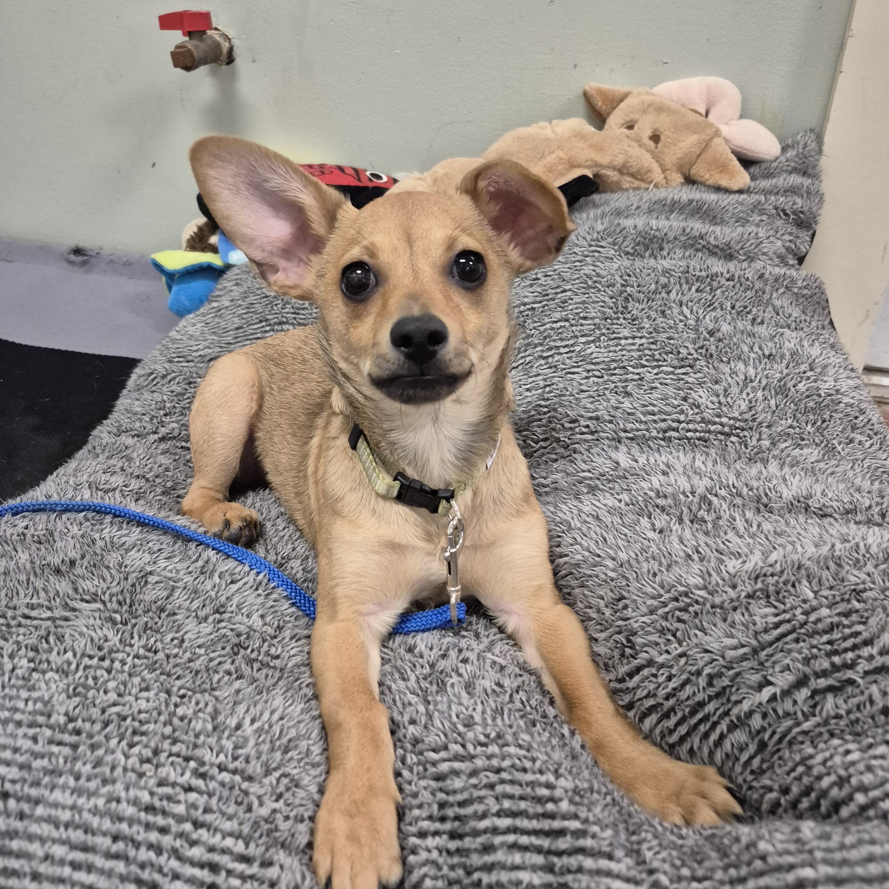 Enlarge Roo, a ADOPTABLE mixed breed in Tioga, PA image 2/6