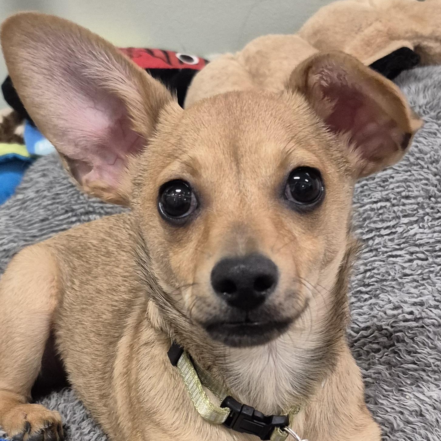 Roo, ADOPTABLE, Puppy Male Chihuahua & Corgi.