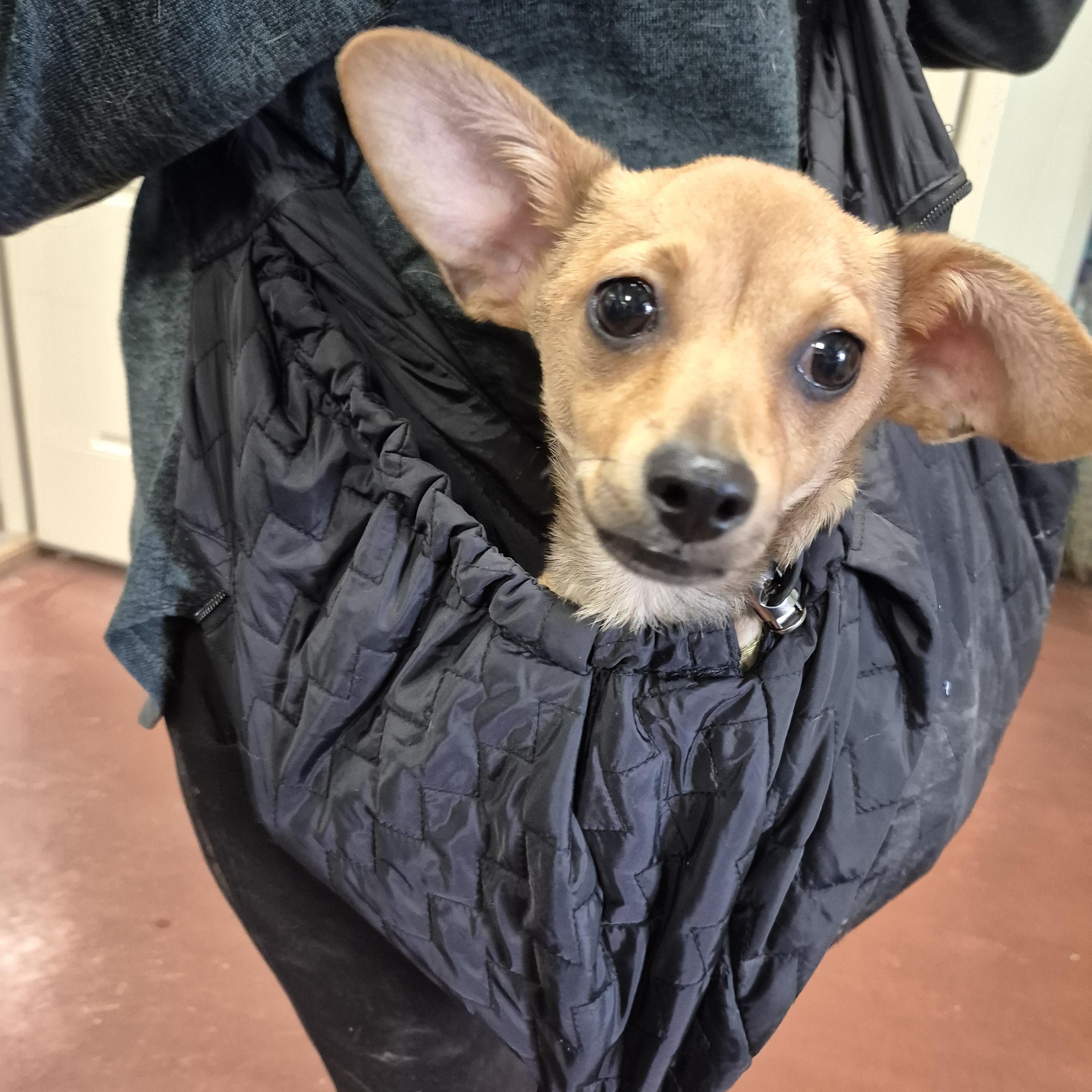 Enlarge Roo, a ADOPTABLE mixed breed in Tioga, PA image 5/6