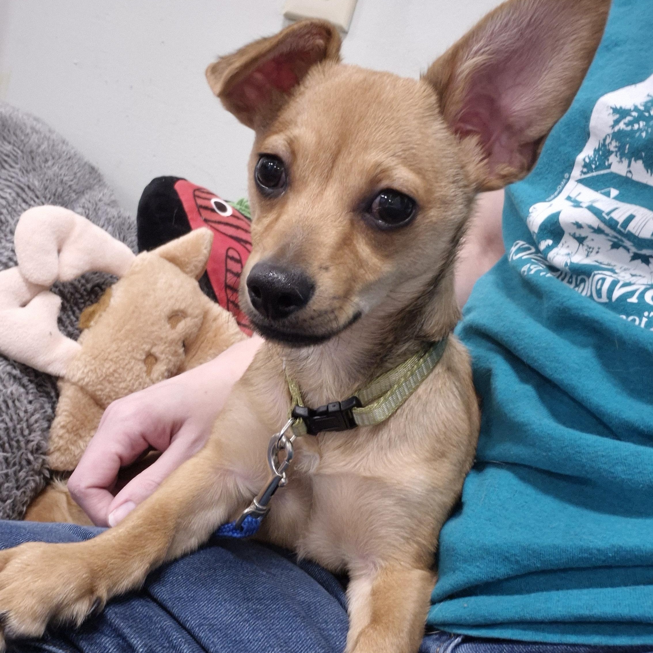Enlarge Roo, a ADOPTABLE mixed breed in Tioga, PA image 3/6