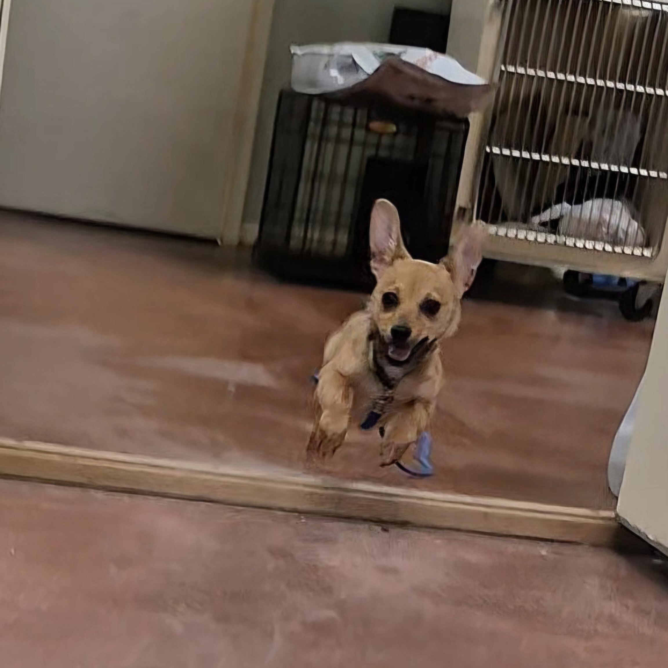 Enlarge Roo, a ADOPTABLE mixed breed in Tioga, PA image 6/6