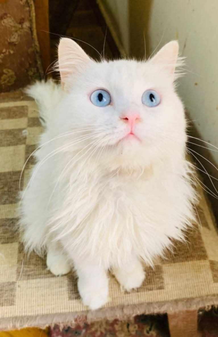 Whitney (f) 2yrs old Turkish Angora, Adult Female Turkish Angora