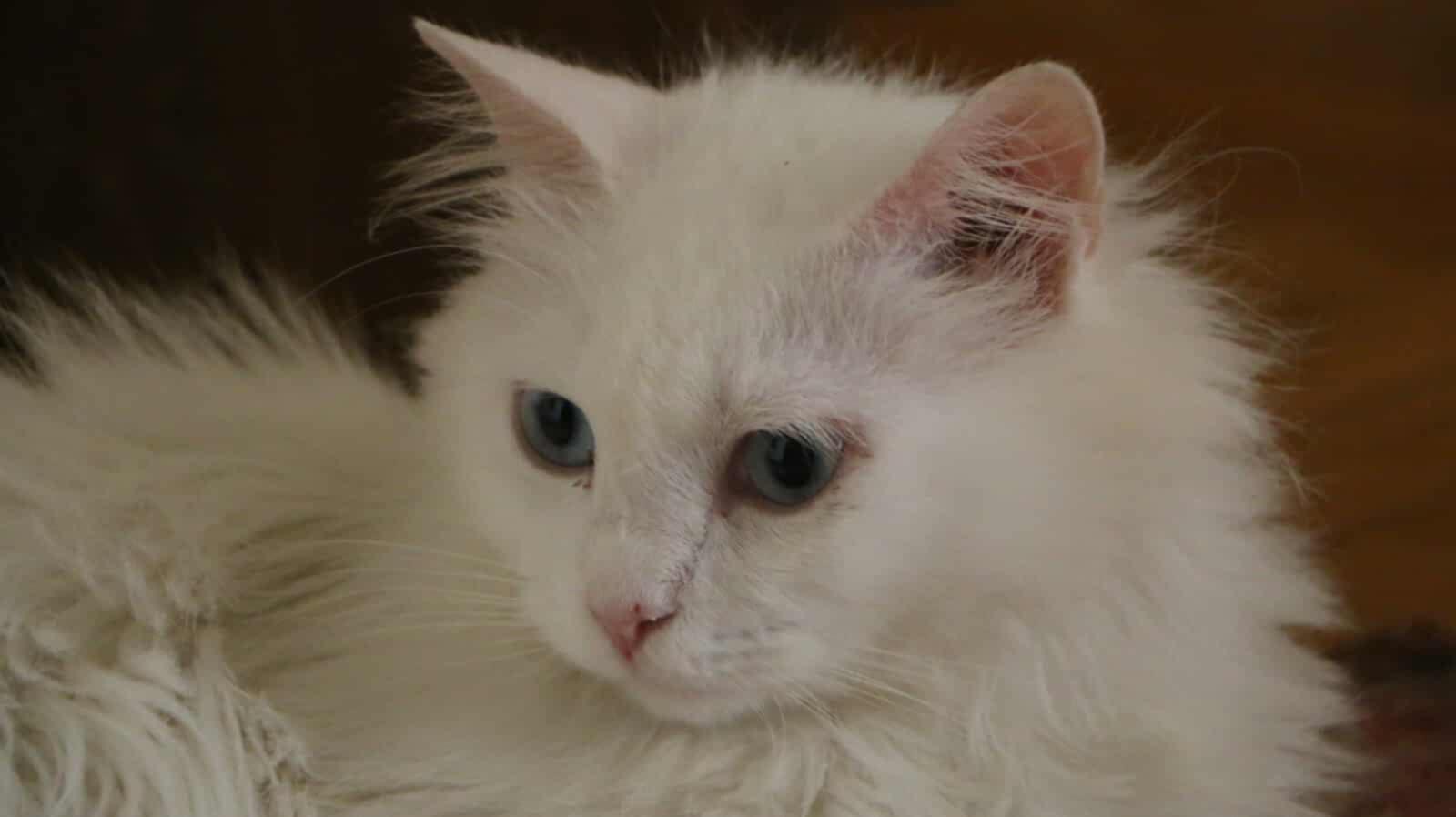 Whitney (f) 2yrs old Turkish Angora photo 5
