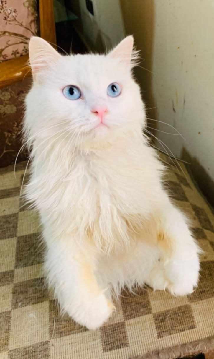 Whitney (f) 2yrs old Turkish Angora photo 3