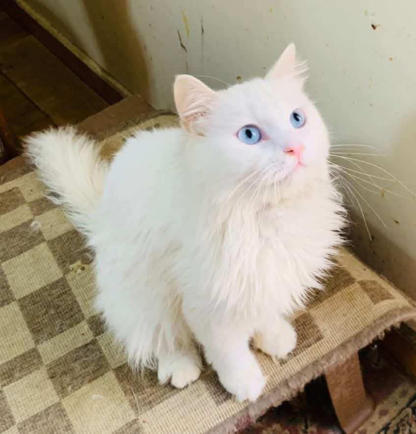 Whitney (f) 2yrs old Turkish Angora photo 4