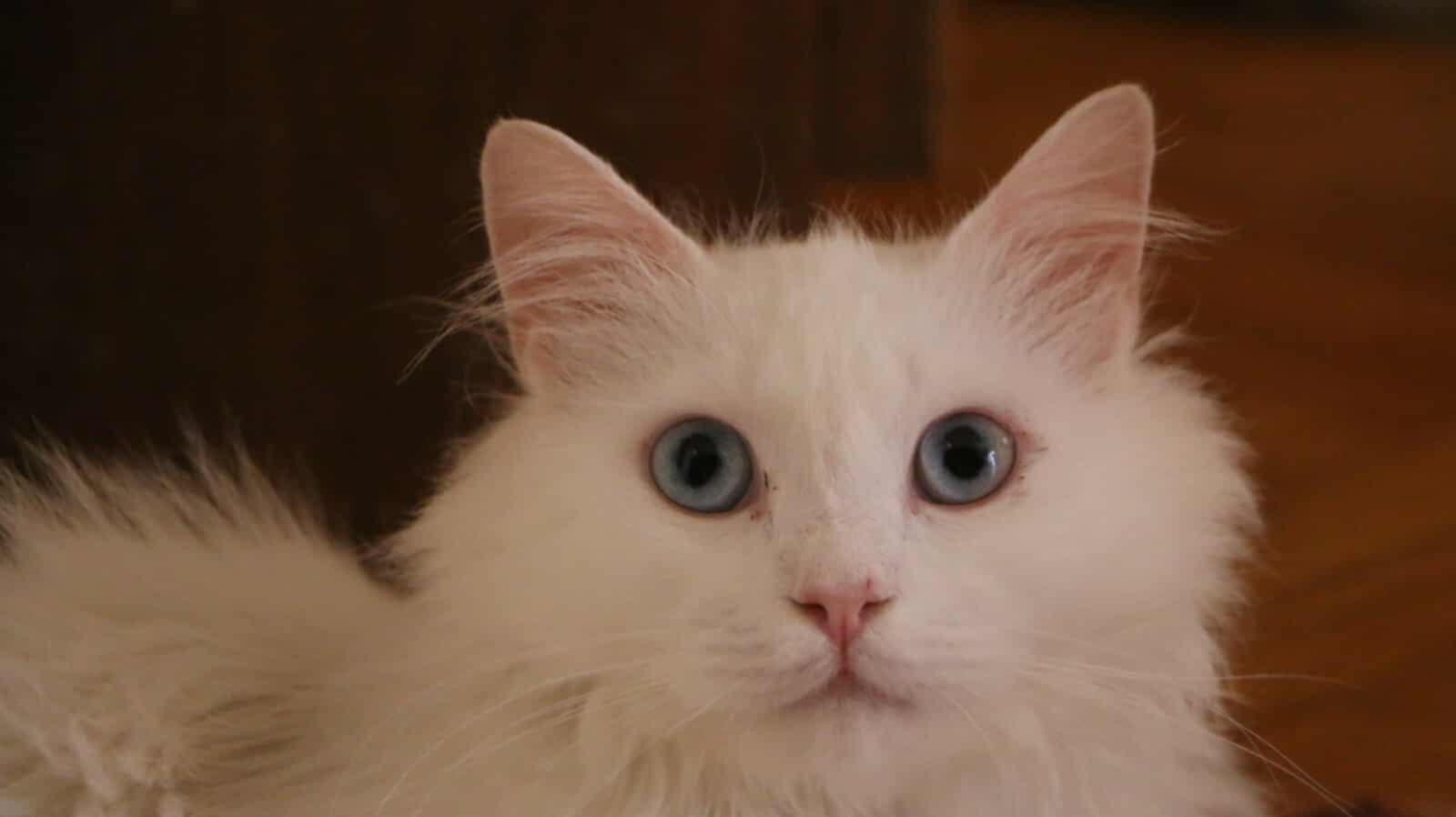 Whitney (f) 2yrs old Turkish Angora photo 2