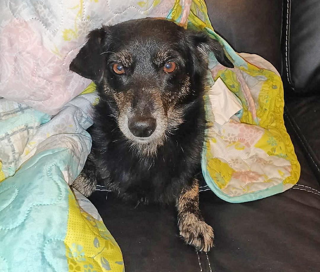 Enlarge Bo, a Adoptable Chiweenie in Pawtucket, RI image 1/3