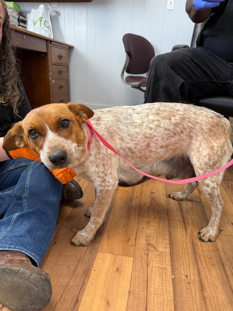 Snow White, Adoptable, Young Female Australian Cattle Dog / Blue Heeler & Mixed Breed.