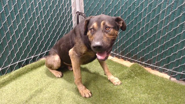 BENJI, Adoptable, Adult Male German Shepherd Dog.