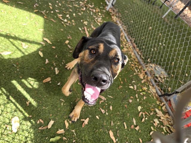BENJI, Adoptable, Adult Male German Shepherd Dog.
