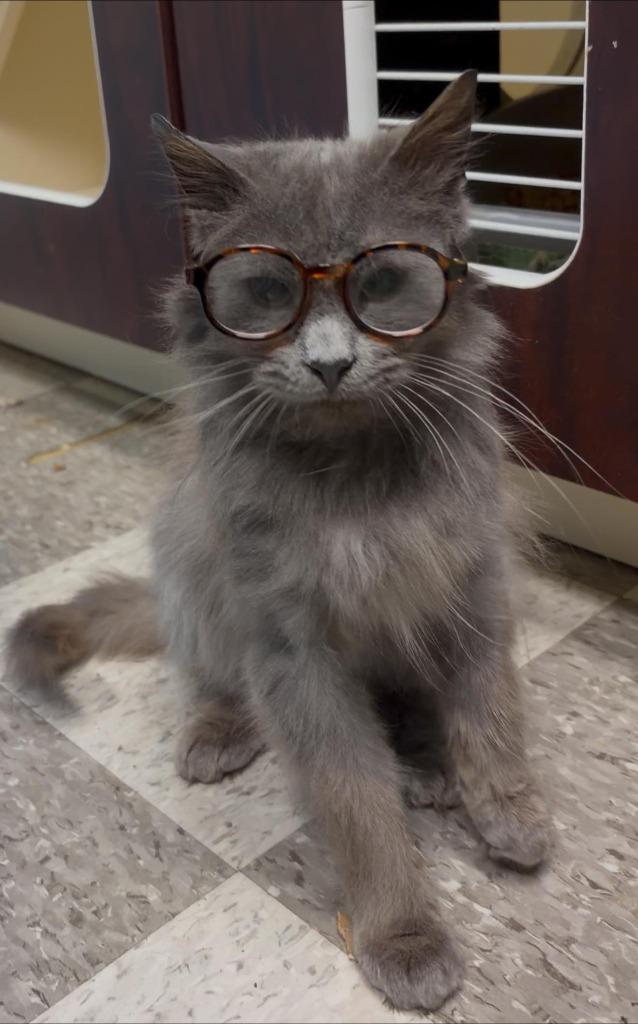 Enlarge ANDY "Sir Andrew, a Adopted Domestic Long Hair in Chillicothe, OH image 1/1